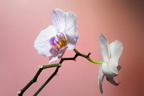 Orquídea — Fotografia de Stock