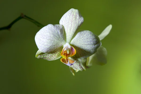 Orquídea — Fotografia de Stock