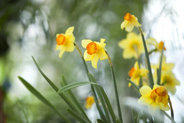 Narcissus — Stockfoto