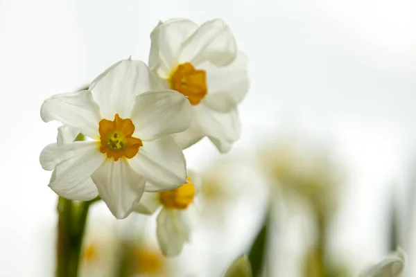 Narcissus — Stockfoto