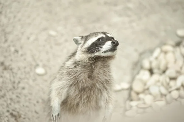 Waschbär — Stockfoto