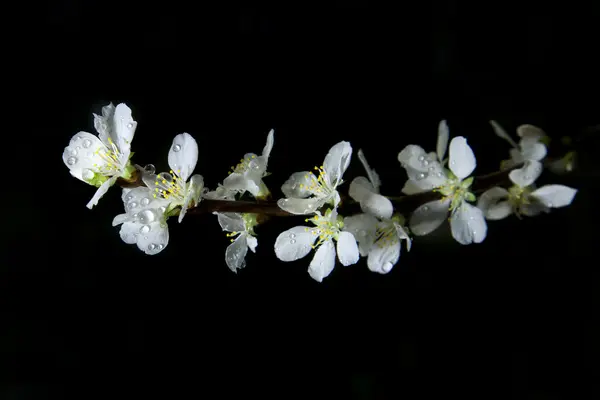 Flores de cerezo después de la lluvia —  Fotos de Stock