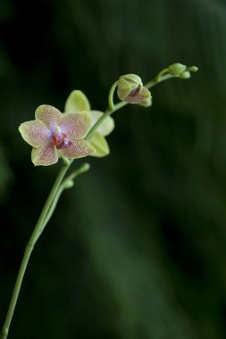 yeşil arkaplanda orkide