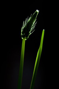 Siyah arka plan üzerine Hint yay