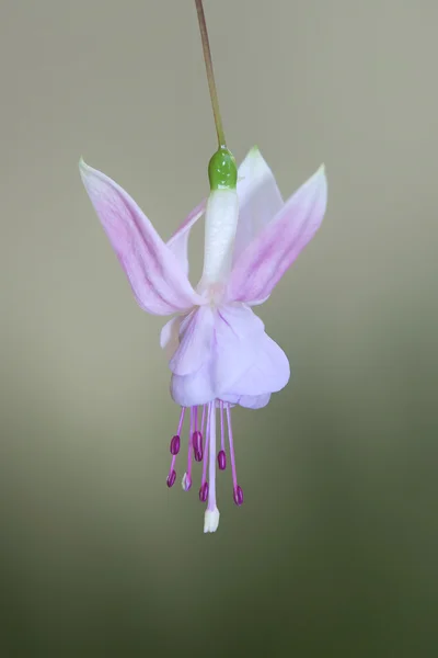 A flor fúcsia closeup — Fotografia de Stock