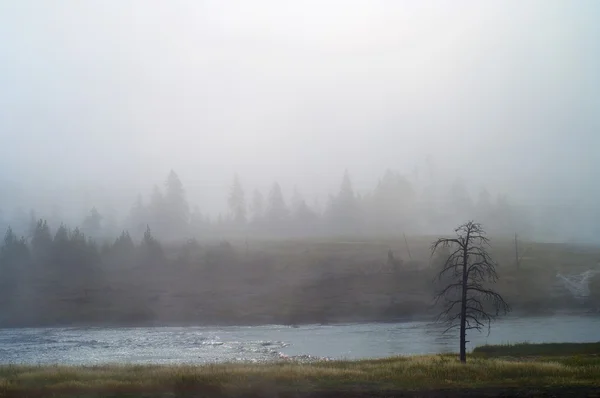 Yellowstone Milli Parkı — Stok fotoğraf