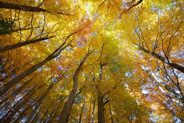 Parque Natural del Moncayo — Foto de Stock