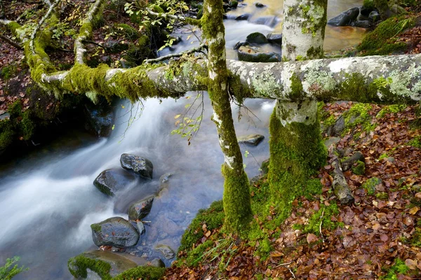Creek in Pyrenees — Stock Photo, Image
