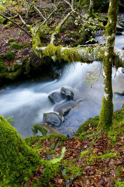 Bach in den Pyrenäen — Stockfoto