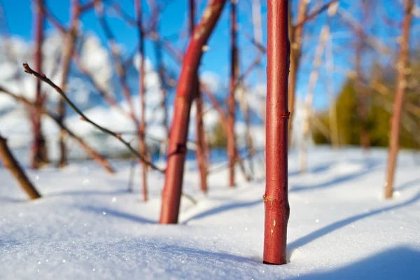 Yakın kadar kış — Stok fotoğraf