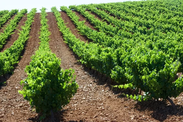 Vineyard in Spain — Stock Photo, Image