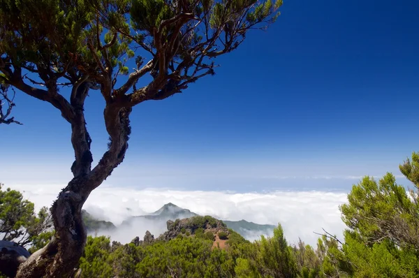 Landskap i Madeira — Stockfoto