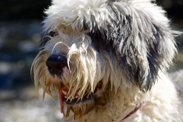 Bobtail close up — Stock Photo, Image