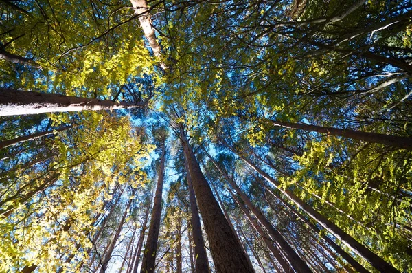 Parco Naturale di Moncayo — Foto Stock