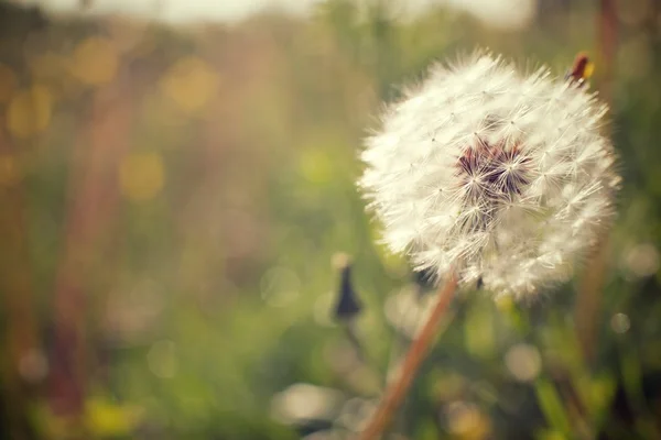 Dandelion close up — Stock Photo, Image