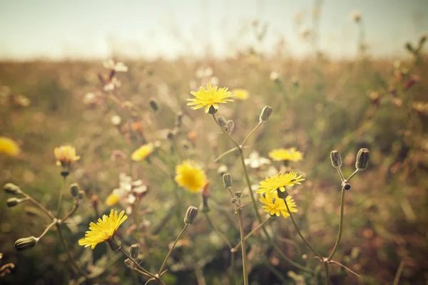 Wild flower Visa — Stockfoto