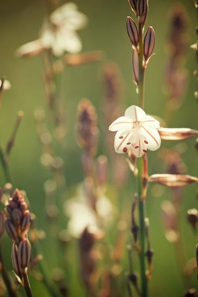 Dziki kwiat widok — Zdjęcie stockowe