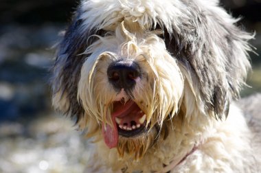 Bobtail yakın çekim
