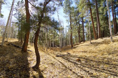 Orman Grand Kanyon Milli Parkı'nda