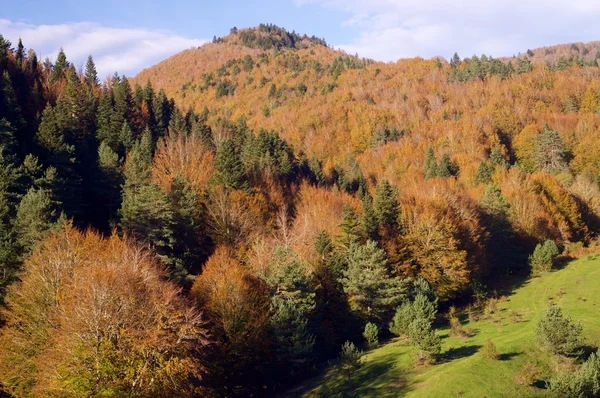 Herbstwald in Spanien — Stockfoto