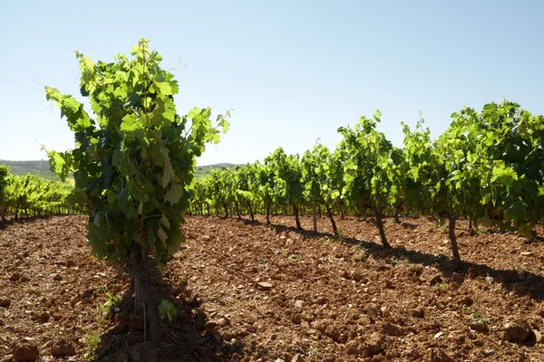 Vineyard in Spain — Stock Photo, Image