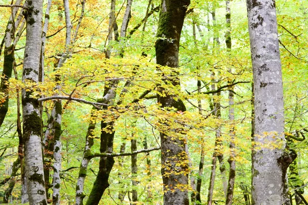 Parco nazionale di Ordesa — Foto Stock