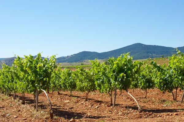 Vineyard in Spain — Stock Photo, Image