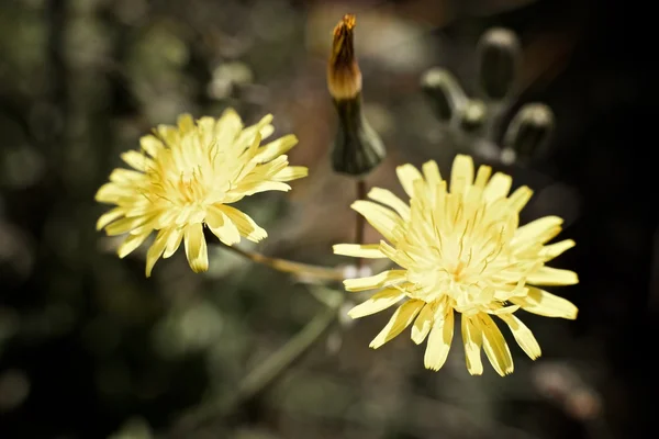 Wild flower view — Stock Photo, Image