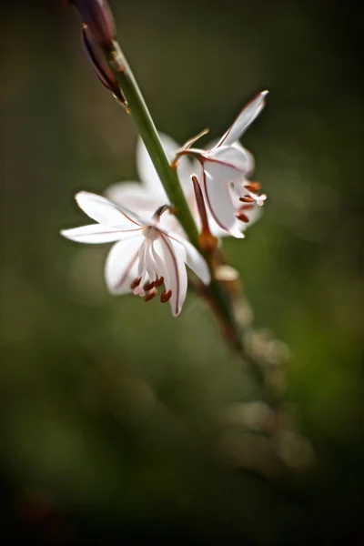 Wild flower view — Stock Photo, Image