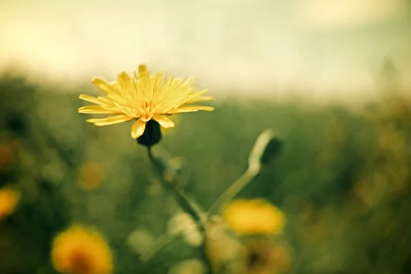 Vista de flores selvagens — Fotografia de Stock