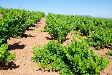 Vineyard İspanya