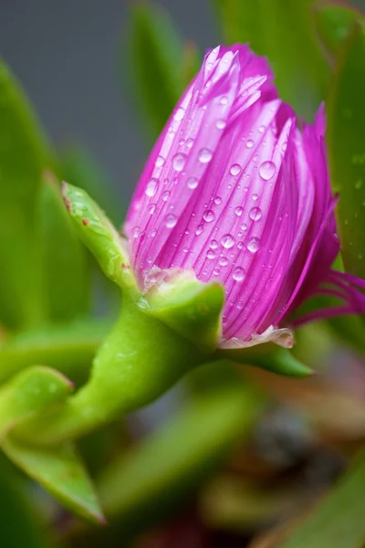 Pembe yakın çekim — Stok fotoğraf