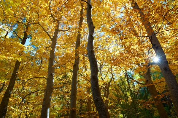 Beech forest in Spain — Stock Photo, Image