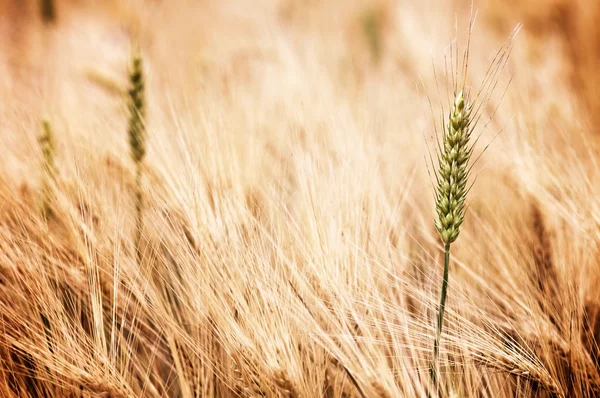 Primer plano del campo —  Fotos de Stock