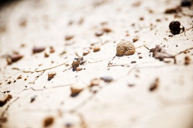 Kuraklık Doğa Manzaralı