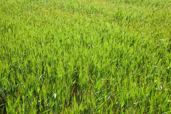 Farm field view — Stock Photo, Image