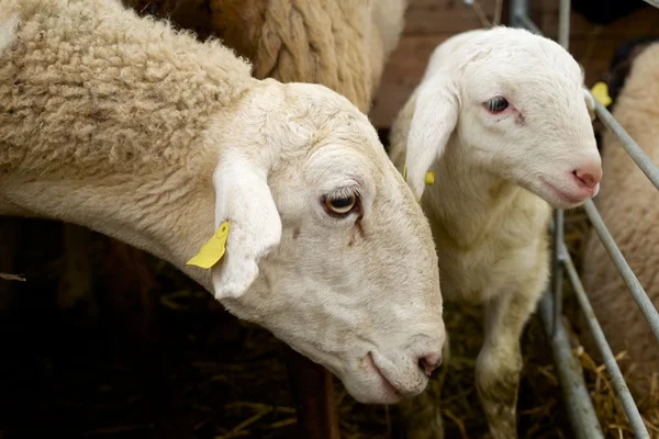 Schapen close-up — Stockfoto