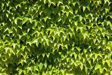 Ivy arka plan görünümü