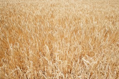 tahıl yakın çekim