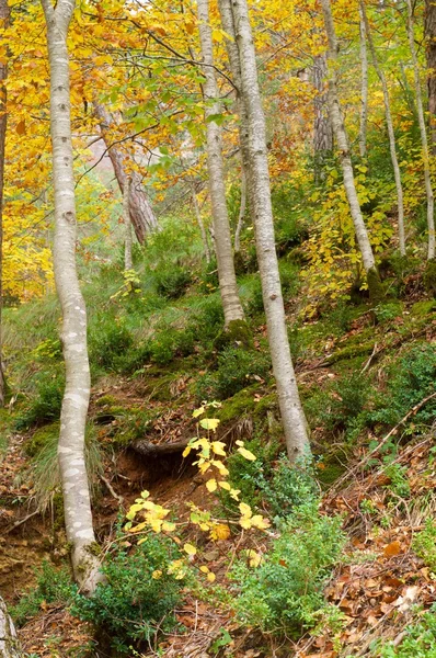 Pyreneje ve Španělsku — Stock fotografie