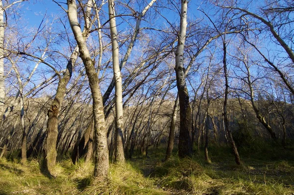 Bosque en España —  Fotos de Stock