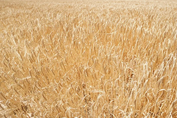 穀物をクローズ アップ — ストック写真