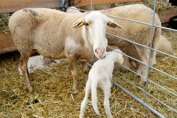 Ovejas de cerca — Foto de Stock