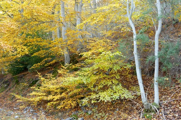 Parque Natural del Moncayo — Foto de Stock