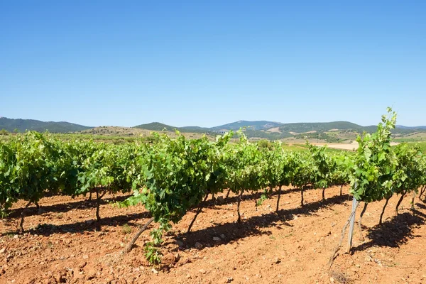 Vineyard in Spain — Stock Photo, Image