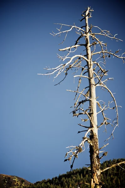 Vista da árvore morta — Fotografia de Stock