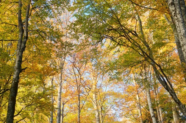 Herfst in de Pyreneeën — Stockfoto