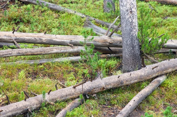 Parque Nacional de Yellowstone — Fotografia de Stock