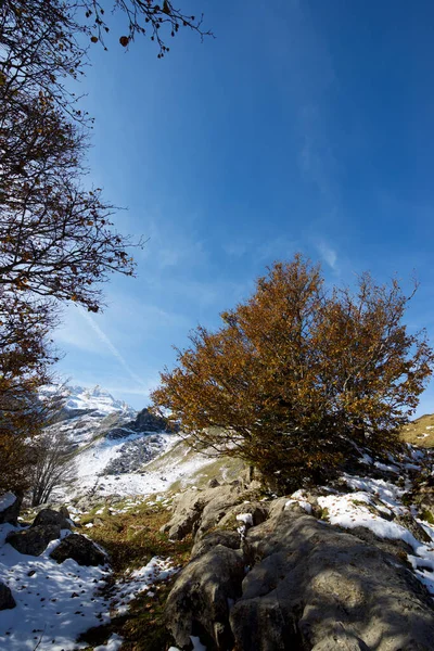 Árbol Otoñal Valle Del Canfranc Pirineos Provincia Huesca Aragón España — Foto de Stock