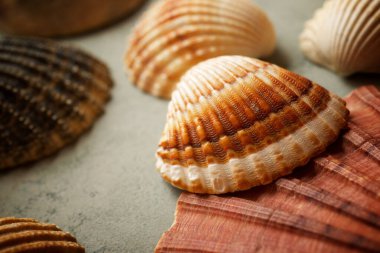 Taş bir masanın üzerinde kabuk koleksiyonu.